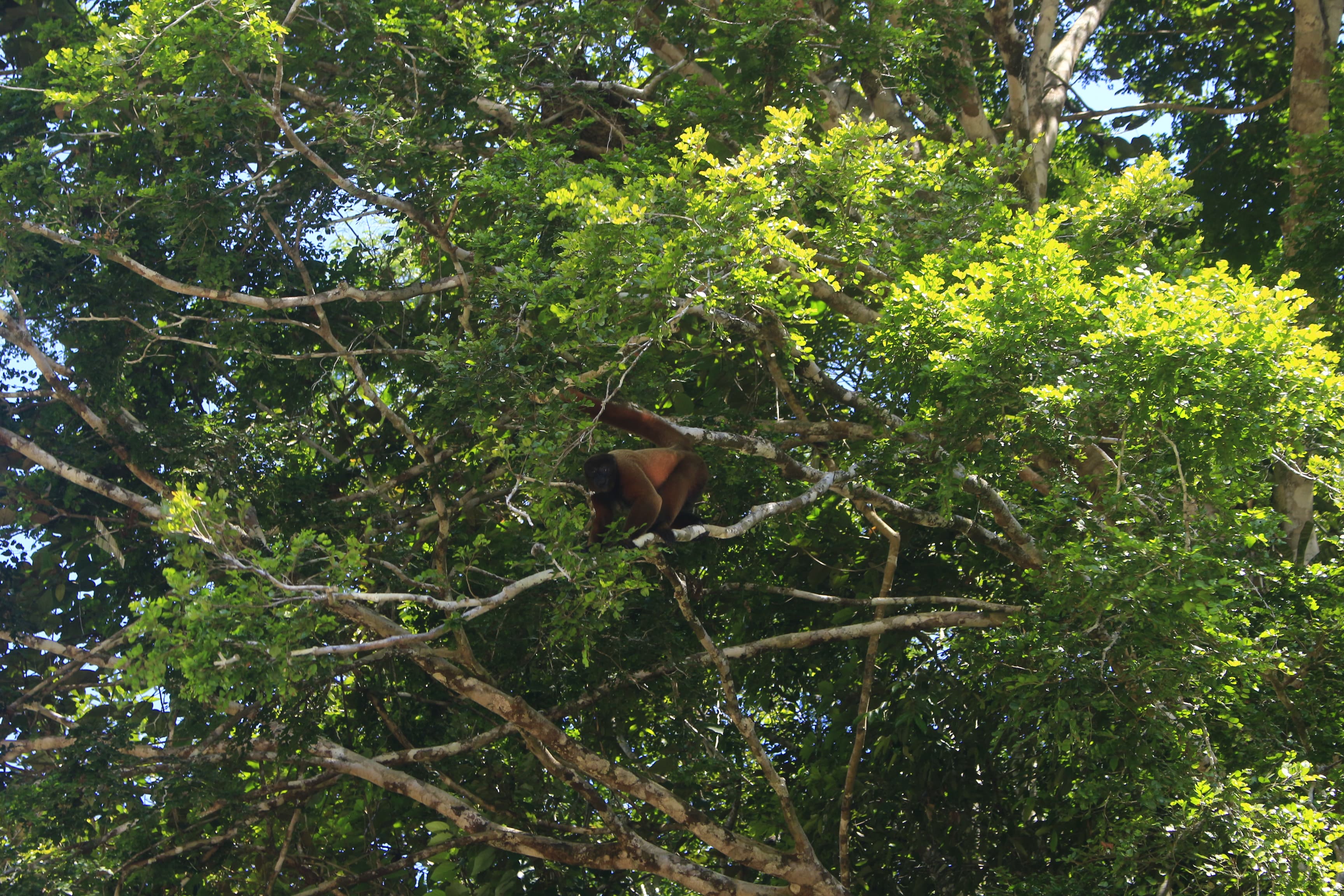 Amazon Rainforest Background